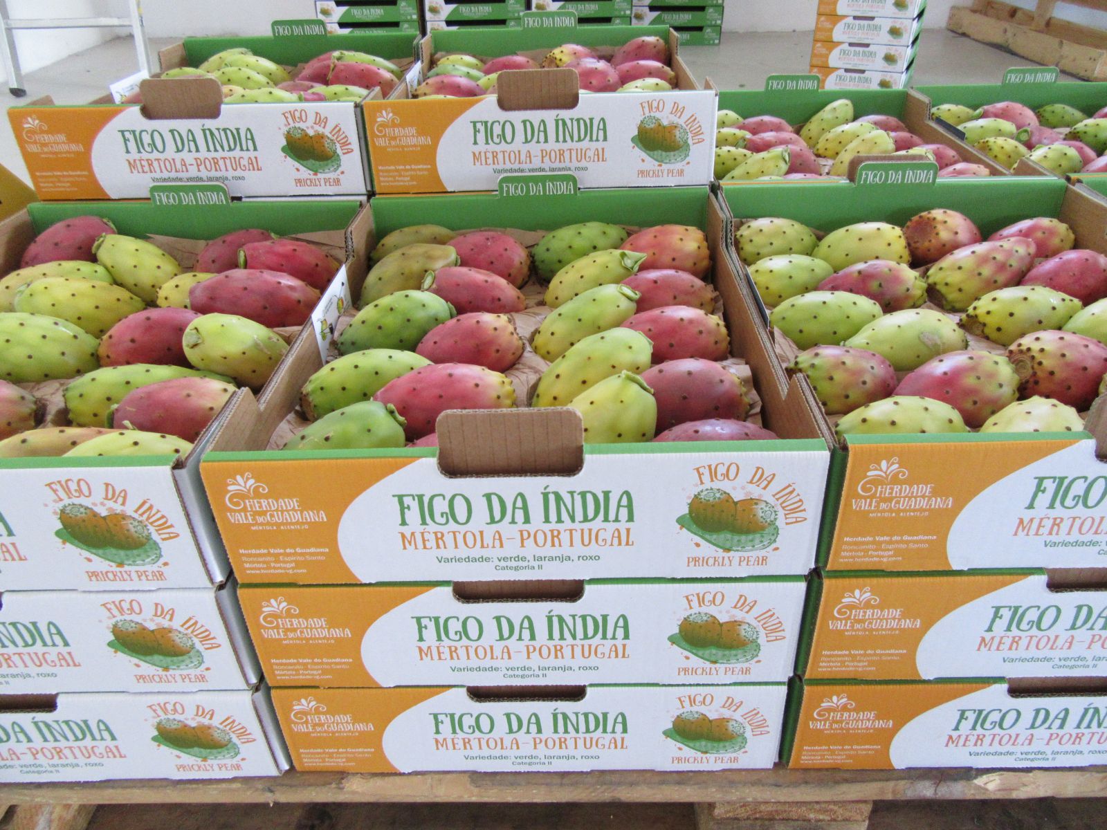 Figo da Índia